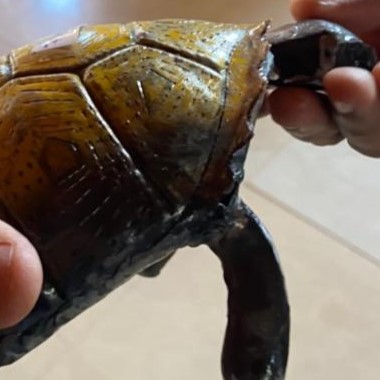 tortue brut GM 30 cm.jpeg
